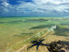 Cook Islands - Rarotonga island: starfish in shallow water - beach - photo by B.Goode