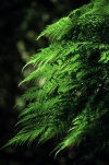 Juan Fernandez islands - Robinson Crusoe island: fern / varen (photo by Willem Schipper)