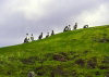 Kerguelen island: cormorants on their picnic spot  (photo by Francis Lynch)