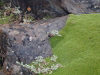 Kerguelen island: Cap Kidder - patch of moss bordered by lichens (photo by Francis Lynch)