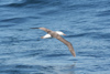 South Georgia Island - Black-browed Albatross over the South Atlantic - Mollymawk -albatros  sourcils noirs - Albatroz - Thalassarche melanophris - Antarctic region images by C.Breschi