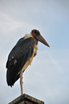 Entebbe, Wakiso District, Uganda: Marabou Stork on a roof-top, aka undertaker bird (Leptoptilos crumeniferus) - photo by M.Torres